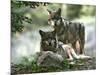 Asap Entertainment Plays with Wolves-Lionel Cironneau-Mounted Photographic Print