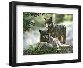 Asap Entertainment Plays with Wolves-Lionel Cironneau-Framed Photographic Print