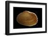 Asaphis Violaceus-Paul Starosta-Framed Photographic Print