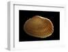 Asaphis Violaceus-Paul Starosta-Framed Photographic Print