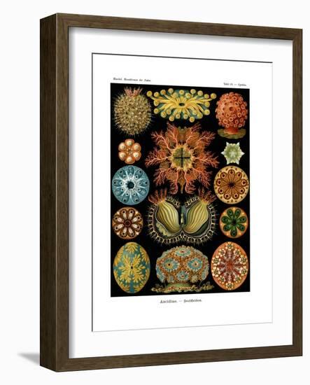 Ascidiae, 1899-1904-null-Framed Giclee Print