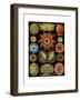 Ascidiae, 1899-1904-null-Framed Giclee Print