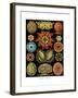 Ascidiae, 1899-1904-null-Framed Giclee Print