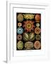 Ascidiae, 1899-1904-null-Framed Giclee Print