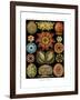 Ascidiae, 1899-1904-null-Framed Giclee Print