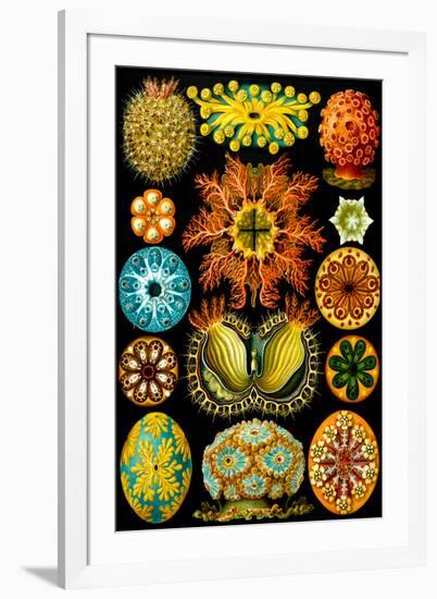 Ascidiae Nature by Ernst Haeckel-Ernst Haeckel-Framed Art Print