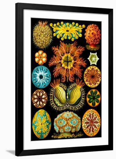 Ascidiae Nature by Ernst Haeckel-Ernst Haeckel-Framed Art Print