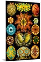 Ascidiae Nature by Ernst Haeckel-Ernst Haeckel-Mounted Art Print