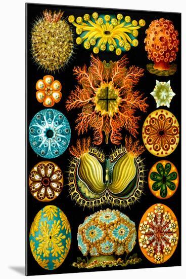 Ascidiae Nature by Ernst Haeckel-Ernst Haeckel-Mounted Art Print