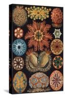 Ascidiae, Plate 85 from `Kunstformen Der Natur`, 1899-1904-Ernst Haeckel-Stretched Canvas