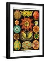 Ascidiae-Ernst Haeckel-Framed Art Print