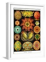 Ascidiae-Ernst Haeckel-Framed Art Print