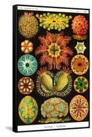 Ascidiae-Ernst Haeckel-Framed Stretched Canvas