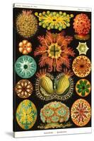 Ascidiae-Ernst Haeckel-Stretched Canvas