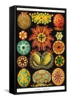 Ascidiae-Ernst Haeckel-Framed Stretched Canvas