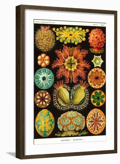 Ascidiae-Ernst Haeckel-Framed Art Print