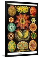 Ascidiae-Ernst Haeckel-Framed Art Print