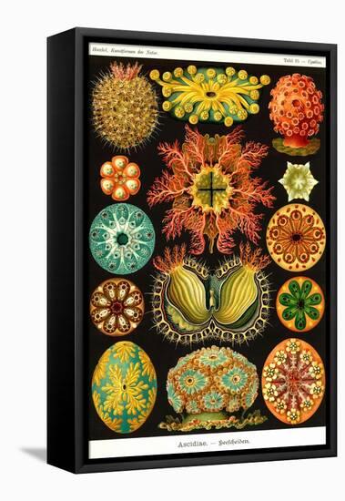 Ascidiae-Ernst Haeckel-Framed Stretched Canvas