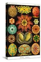 Ascidiae-Ernst Haeckel-Stretched Canvas