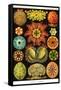 Ascidiae-Ernst Haeckel-Framed Stretched Canvas