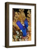 Ascidian, Tubbataha Reef Natural Park, Cagayancillo, Palawan, Philippines-Franco Banfi-Framed Photographic Print