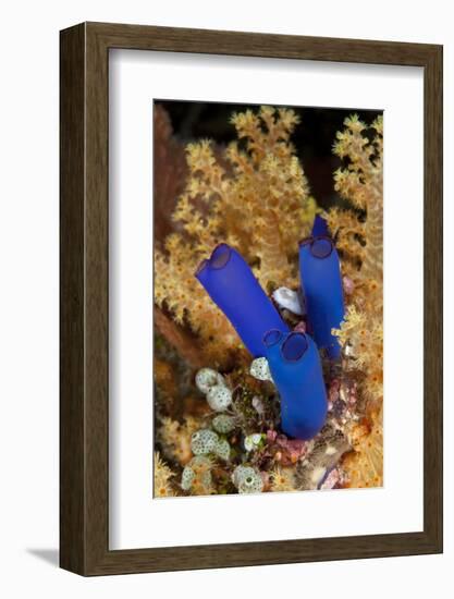 Ascidian, Tubbataha Reef Natural Park, Cagayancillo, Palawan, Philippines-Franco Banfi-Framed Photographic Print