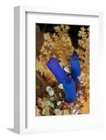 Ascidian, Tubbataha Reef Natural Park, Cagayancillo, Palawan, Philippines-Franco Banfi-Framed Photographic Print