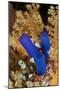 Ascidian, Tubbataha Reef Natural Park, Cagayancillo, Palawan, Philippines-Franco Banfi-Mounted Photographic Print