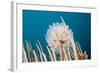 Ascidian Tunicate Colony (Diazona Violacea), Cap De Creus, Costa Brava, Spain-Reinhard Dirscherl-Framed Photographic Print