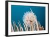 Ascidian Tunicate Colony (Diazona Violacea), Cap De Creus, Costa Brava, Spain-Reinhard Dirscherl-Framed Photographic Print