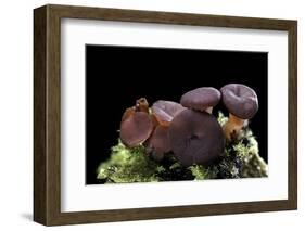 Ascocoryne Sarcoides (Purple Jellydisc, Jelly Drops)-Paul Starosta-Framed Photographic Print