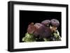 Ascocoryne Sarcoides (Purple Jellydisc, Jelly Drops)-Paul Starosta-Framed Photographic Print