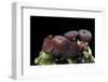 Ascocoryne Sarcoides (Purple Jellydisc, Jelly Drops)-Paul Starosta-Framed Photographic Print