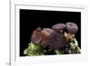 Ascocoryne Sarcoides (Purple Jellydisc, Jelly Drops)-Paul Starosta-Framed Photographic Print