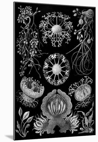 Ascomycetes Nature Art Print Poster by Ernst Haeckel-null-Mounted Poster