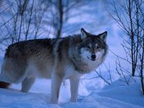 European Grey Wolf Male in Snow, C Norway-Asgeir Helgestad-Laminated Photographic Print