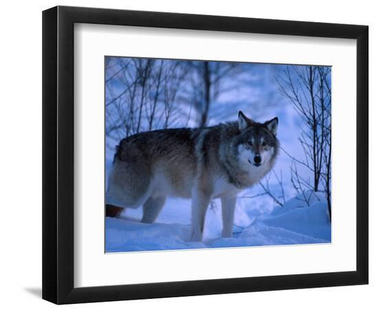 Premium Photographic Print, , large