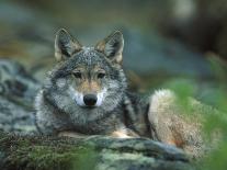 Young European Grey Wolf Resting, Norway-Asgeir Helgestad-Framed Stretched Canvas