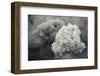 Ash Cloud from Eruption of Yasur Volcano, Tanna Island, Vanuatu, September 2008-Enrique Lopez-Tapia-Framed Photographic Print