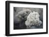 Ash Cloud from Eruption of Yasur Volcano, Tanna Island, Vanuatu, September 2008-Enrique Lopez-Tapia-Framed Photographic Print