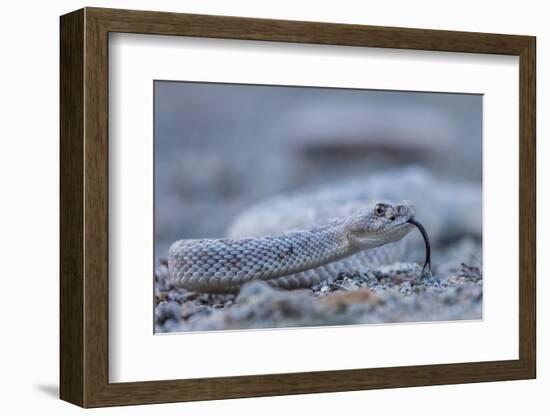 Ash Colored Morph of the Endemic Rattleless Rattlesnake (Crotalus Catalinensis)-Michael Nolan-Framed Photographic Print