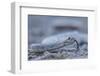 Ash Colored Morph of the Endemic Rattleless Rattlesnake (Crotalus Catalinensis)-Michael Nolan-Framed Photographic Print