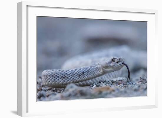 Ash Colored Morph of the Endemic Rattleless Rattlesnake (Crotalus Catalinensis)-Michael Nolan-Framed Photographic Print