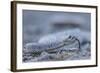 Ash Colored Morph of the Endemic Rattleless Rattlesnake (Crotalus Catalinensis)-Michael Nolan-Framed Photographic Print