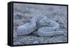 Ash Colored Morph of the Endemic Rattleless Rattlesnake (Crotalus Catalinensis)-Michael Nolan-Framed Stretched Canvas