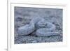 Ash Colored Morph of the Endemic Rattleless Rattlesnake (Crotalus Catalinensis)-Michael Nolan-Framed Photographic Print