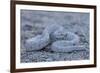 Ash Colored Morph of the Endemic Rattleless Rattlesnake (Crotalus Catalinensis)-Michael Nolan-Framed Photographic Print