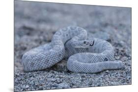 Ash Colored Morph of the Endemic Rattleless Rattlesnake (Crotalus Catalinensis)-Michael Nolan-Mounted Photographic Print