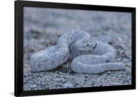 Ash Colored Morph of the Endemic Rattleless Rattlesnake (Crotalus Catalinensis)-Michael Nolan-Framed Photographic Print