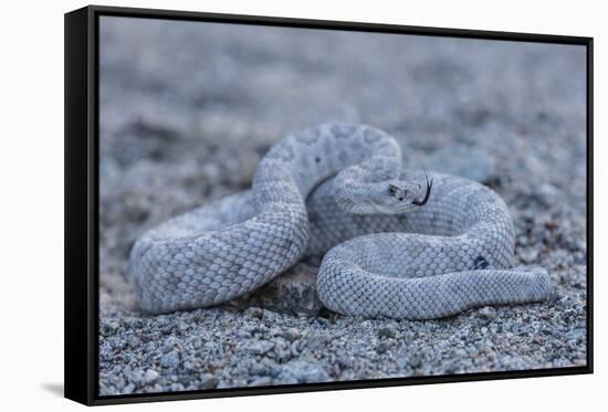 Ash Colored Morph of the Endemic Rattleless Rattlesnake (Crotalus Catalinensis)-Michael Nolan-Framed Stretched Canvas